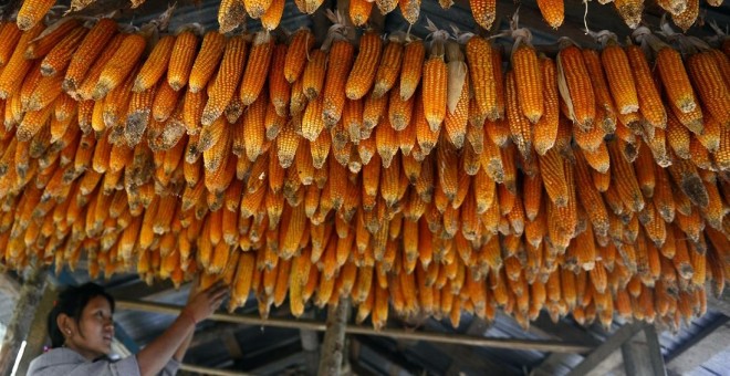 Maíz secándose en una cabaña en Sikkim (India). / AFP - DIPTENDU DUTTA