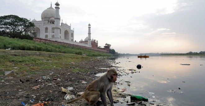 Un mono salvaje busca comida cerca del Taj Mahal | Saumya Khandelwal / Reuters