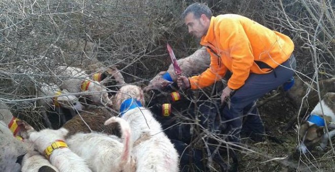 Un cazador ensangrentado sostiene un cuchillo junto a los perros que han descuartizado al venado. PACMA