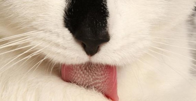 Las lenguas de gato tienen papilas que desempeñan un importante papel en el aseo felino. - CANDLER HOBBS