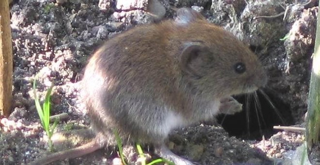 El topillo rojo se reproduce en función del miedo que la hembra perciba | Wikimedia