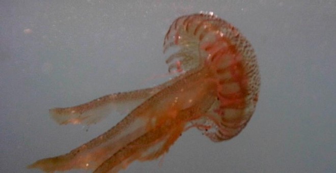 Una medusa en Ricón de la Victoria, Málaga. GREENPEACE