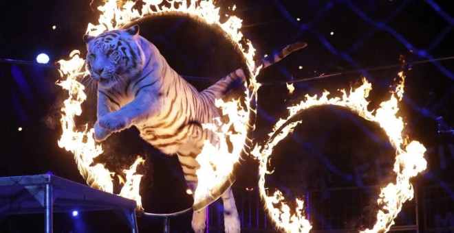 Bilbao prohíbe los circos con animales salvajes. EFE