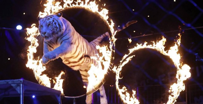 Bilbao prohíbe los circos con animales salvajes. EFE