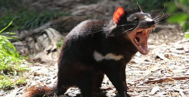 Los demonios de Tasmania son los marsupiales carnívoros más grandes del mundo. Viven únicamente en esta región australiana. / Chen Wu