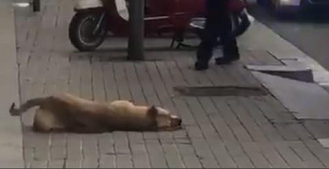 Un guardia urbano de Barcelona dispara y mata a un perro después de que le mordiera el brazo