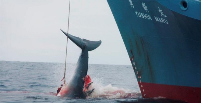 Japón reanudará la caza comercial de ballenas en 2019.- EFE/EPA/JEREMY SUTTON-HIBBERT