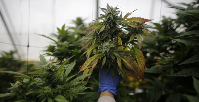 Un operario revisar las plantas de cannabis en una plantaciÃ³n de marihuana medicinal en el norte de Israel. REUTERS/Nir Elias