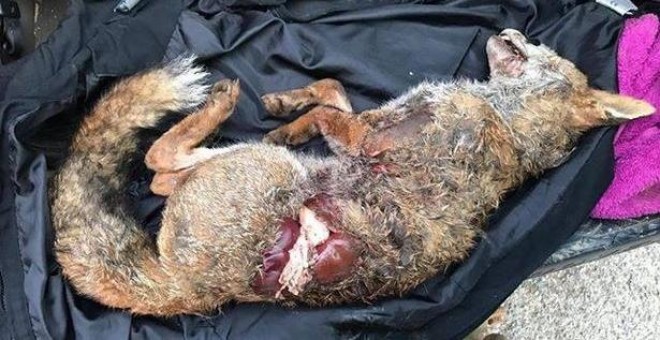 Imagen del zorro tras se atacado por perros de caza.- Devon County Hunt Saboteurs