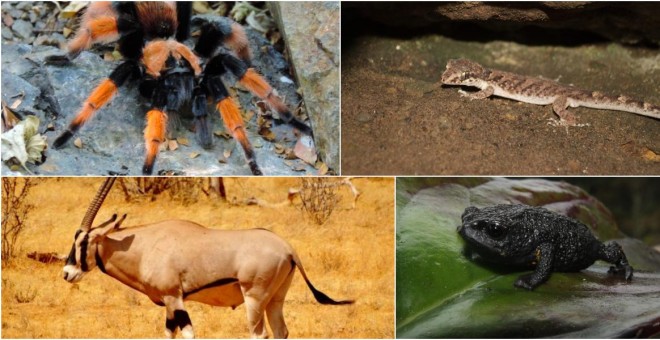 Cuatro de las especies en peligro de extinción.
