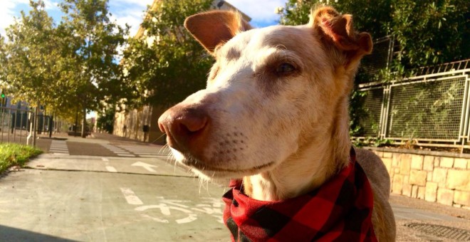 A Ozzy, que ha perdido un ojo por la diabetes que padece y tiene reducida la visión del otro, le quedan al menos cuatro años de vida. Fotos cedidas por Ana Lidia Pinilla