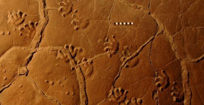 La amplitud de los pasos se dedujo a partir del rastro de huellas fosilizadas (icnitas) | Thomas Martens