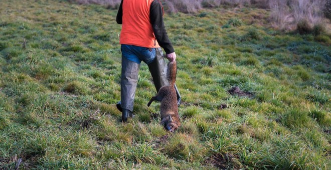 Un hombre agarra a un zorro muerto por la cola. Foto de archivo.