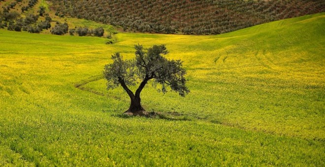 Un olivo en un campo de Ronda, Málaga. / REUTERS - JON NAZCA