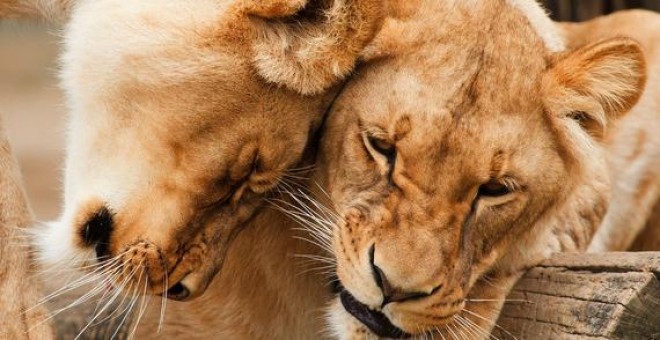 La ciencia proporciona evidencias convincentes de que, al menos algunos animales, probablemente sienten una gama completa de emociones como el amor, el placer o la compasión / Pixabay