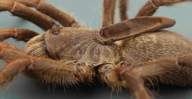 La tarántula Ceratogyrus attonitifer presenta un peculiar cuerno encima de su cabeza. / Ian Enelbrecht