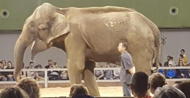 La elefanta Dumba, durante un espectáculo/ FAADA