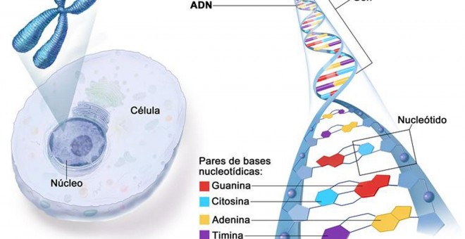Esquema de la situación y estructura en doble hélice del ADN, con sus cuatro elementos./NIH