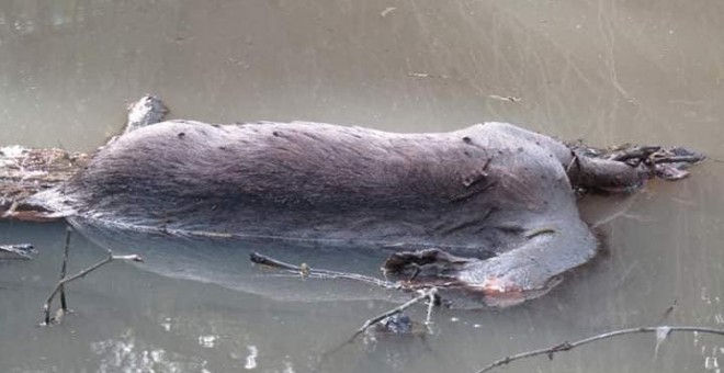 Imagen del ciervo decapitado encontrado en un arroyo del Parque de los Alcornocales. (FACEBOOK)