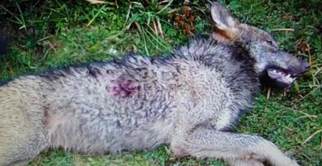 Imagen de archivo de un lobo ibérico muerto | EFE