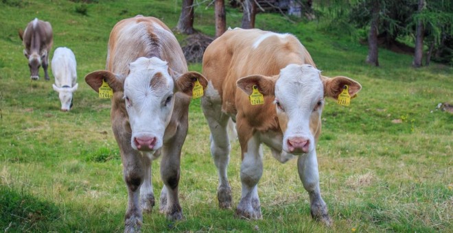 Los investigadores del CITA estudian las posibilidades de incorporar los residuos de la horticultura a la alimentación del ganado bovino, ovino y caprino.