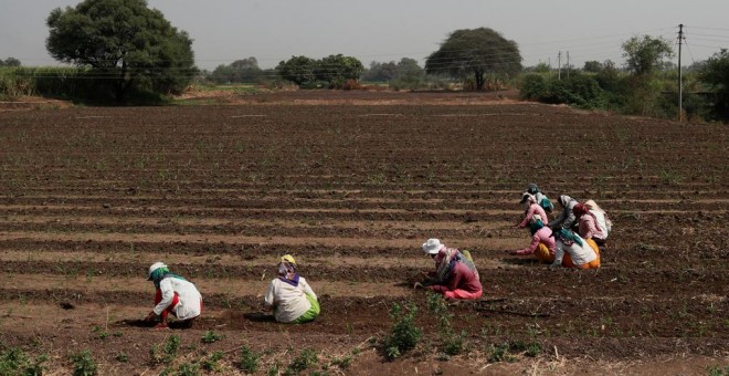 Mujeres trabajadoras en un campo de mijo en Narayangaon, India. REUTERS / Danish Siddiqui