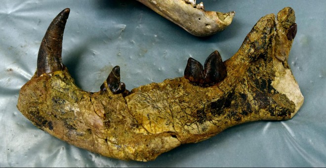 Fósil de 'Simbakubwa' junto al cráneo de un león | SINC/ M. Borths