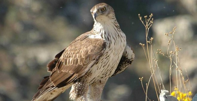 Imagen de un águila perdicera o de Bonelli, clasificada como 'Vulnerable' en el Catálogo Español de Especies Amenazadas. EFE