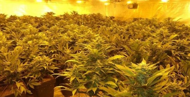 Plantación de cannabis en Málaga. Europa Press