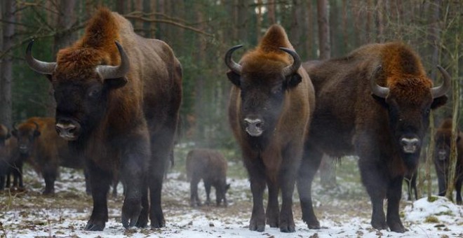El bisonte también es una especie que ha sido reintroducida en varias áreas europeas / © Staffan Widstrand / Rewilding Europe