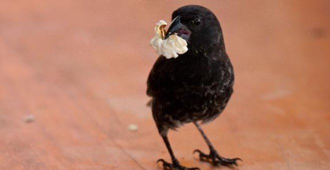 Un pinzón de Darwin comiendo una palomita. / Sarah Knutie