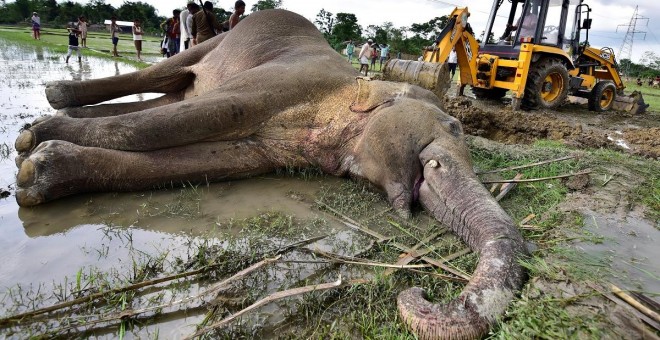 Una excavadora intenta mover un elefante muerto en la India. REUTERS/Anuwar Hazarika