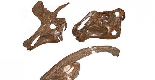 Cráneo de tres especies de hadrosáuridos: Lambeosaurus lambei (parte superior izquierda), Gryposaurus notabilis (superior derecha) y Parasaurolophus walkeri (inferior). / Albert Prieto-Márquez-ICP