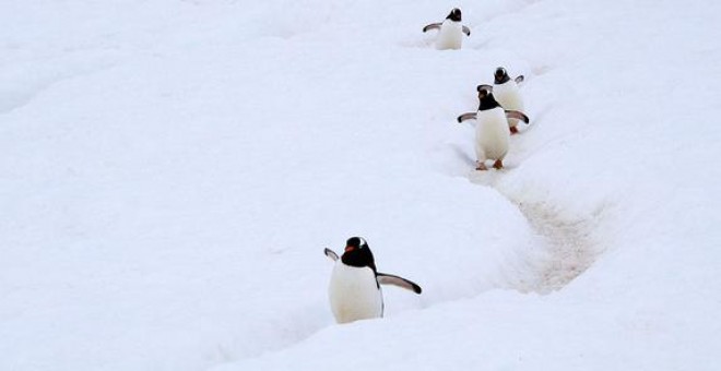 Pingüinos gentú en península antártica / Wikipedia