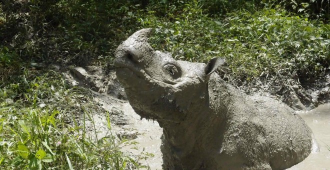 Tam, el último rinoceronte de Sumatra macho de Malasia, en una imagen de archivo. / REUTERS