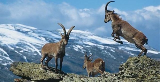 El TSJM anula el Plan de Gestión de la cabra montés en la Sierra de Guadarrama. EP