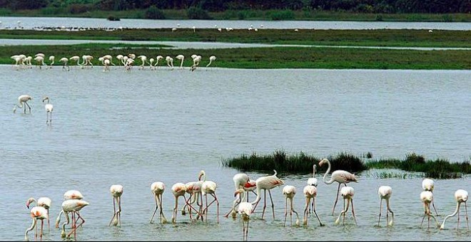 El Parque Nacional de Doñana. EFE