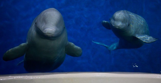 Las belugas Little Grey (Pequeña Gris) y Little White (Pequeña Blanca) antes de emprender su viaje. TWITTER/@BelugaSanctuary