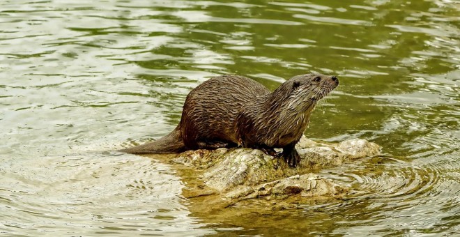 Una nutria, en una imagen de archivo. / PIXABAY