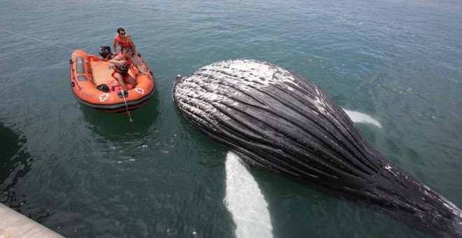 22/6/2019.- El cadáver de un cetáceo, al parecer una cría de ballena, ha aparecido este sábado varado en la escollera que da acceso al puerto de Gandia. El hallazgo se ha producido esta mañana y hasta la zona han acudido agentes de la Policí