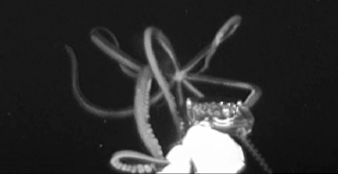 Un calamar gigante ataca el cebo (en primer plano) en el Golfo de México. /EDIE WIDDER Y NATHAN ROBINSON