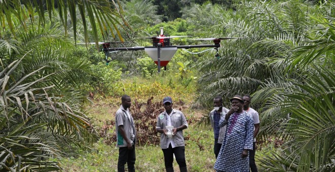 Emmanuel Adou, un granjero de Costa de Marfil, mira a un dron rociando su plantación de palma aceitera en Tiassale, en el norte de Abidjan, Costa de Marfil. (REUTERS)