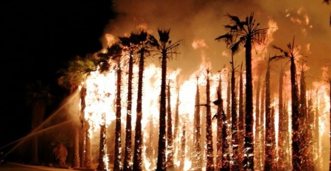 Miles de palmeras arden en Elche. / EP