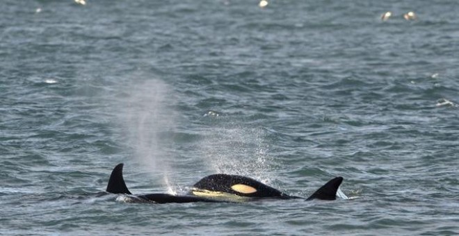 Caza de ballenas en Japón. / REUTERS
