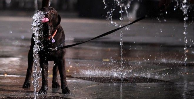 Un perro bebe agua de una fuente en Córdoba el pasado 29 de junio.: AFP/ CRISTINA QUICLER