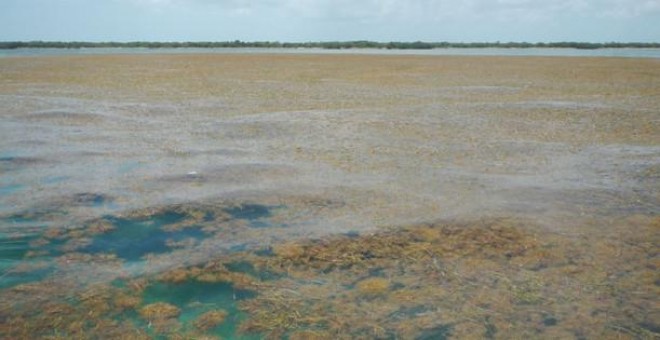 Detectan la mayor proliferación de algas del mundo. Brian Lapointe, Ph.D., Florida Atlantic University's Harbor Branch Oceanographic Institute