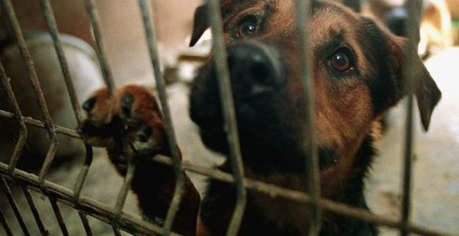 Fotografía de archivo de un perro en una protectora de animales. EFE