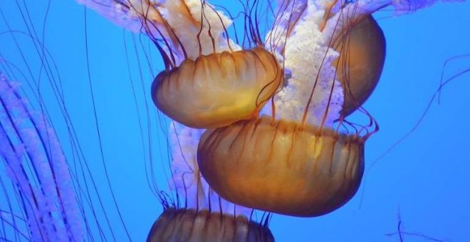 El CSIC alerta del aumento de medusas en España, incluidas especies invasoras. Pixabay