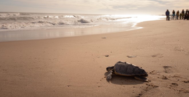 Imagen del Oceanografic de València.