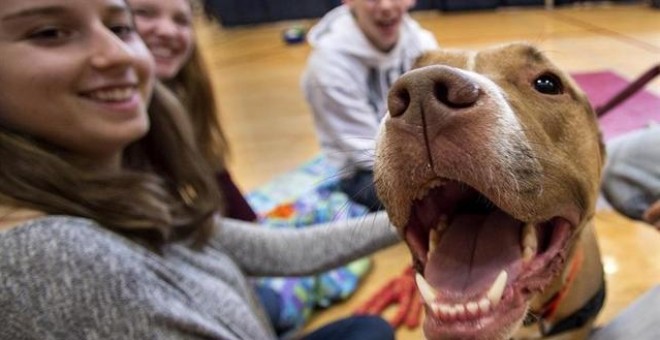 Un grupo de estudiantes acaricia un perro que mira a la cámara. EUROPA PRESS